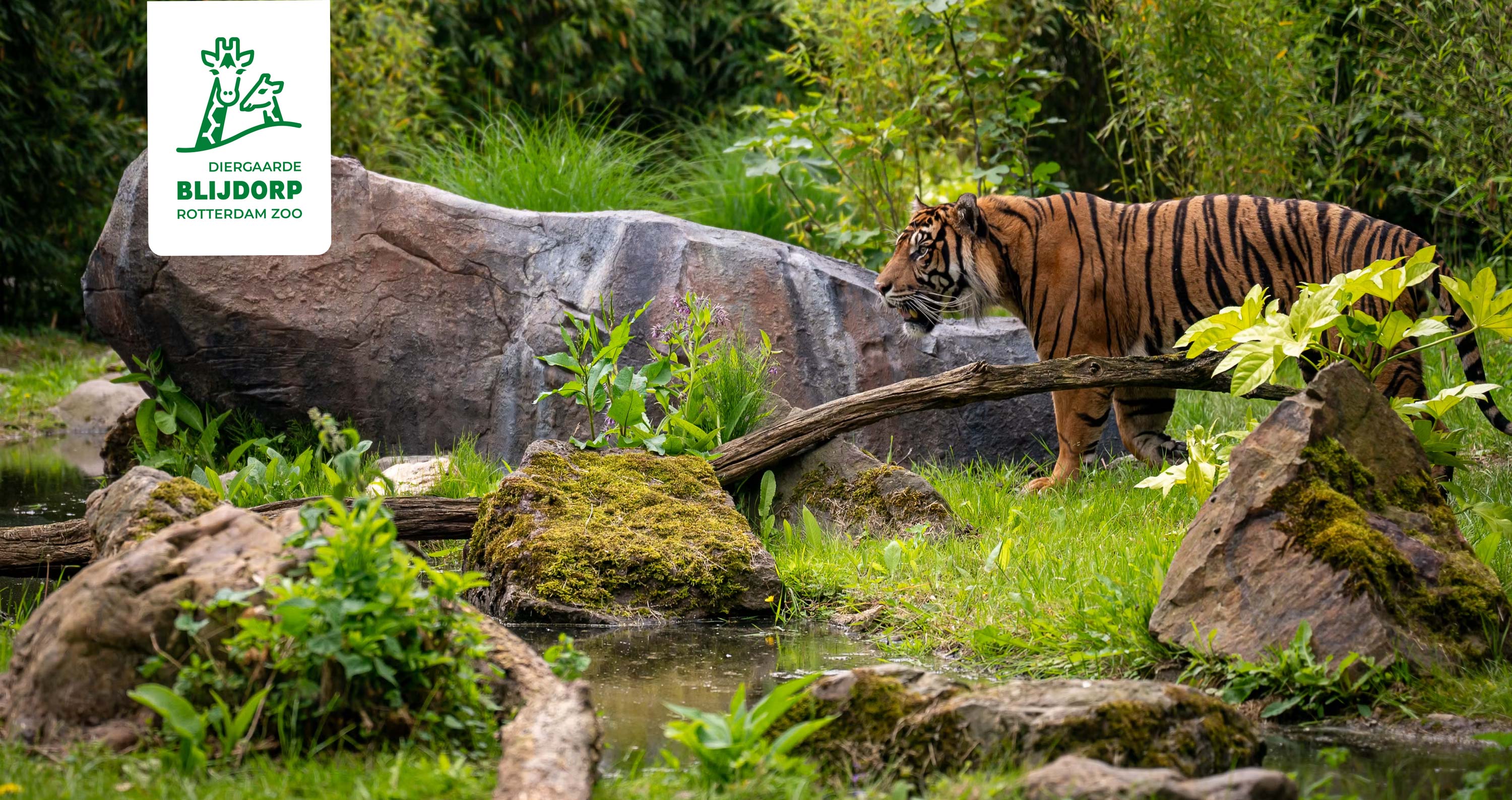 Foto van tijger in Blijdorp